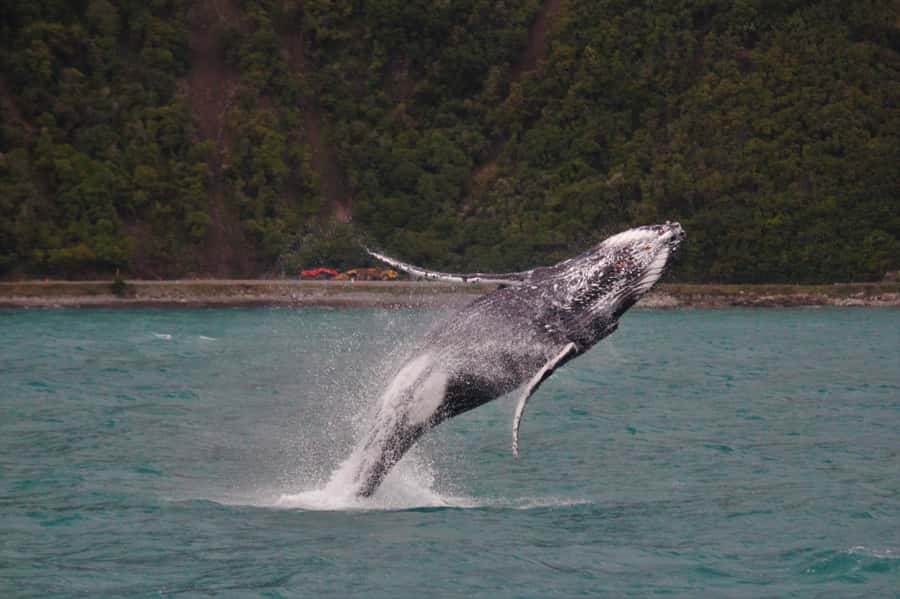 Kaikoura: Whale Watching Cruise - From Whale Watch Kaikōura office to your 3h15 total time
