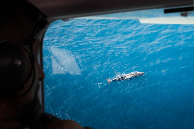 Kaikoura: Whale Watching Flight - Key Things I’d Plan For in This Kaikoura Whale Watching Flight