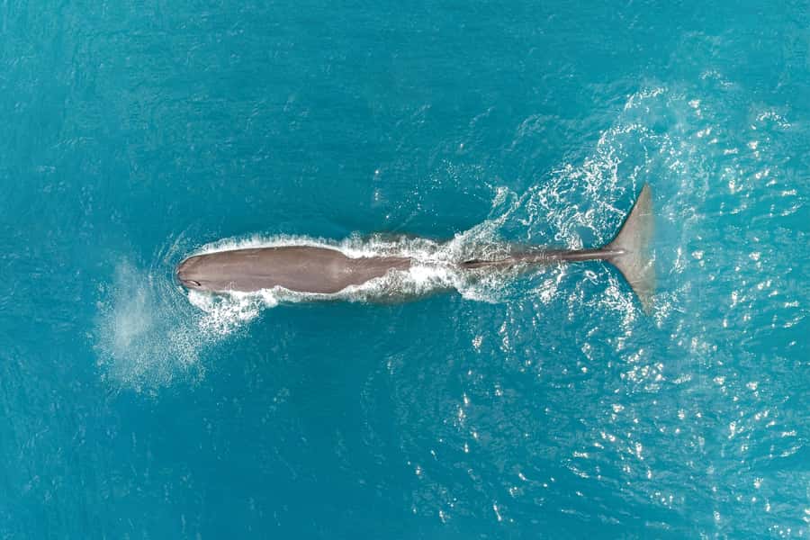 Kaikoura: Whale Watching Flight with Commentary - Key highlights you should care about