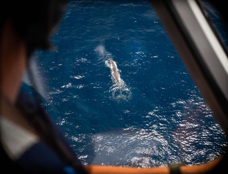 Kaikoura: Whale Watching Flight with Commentary - Why a whale-watching flight beats boat time in Kaikoura