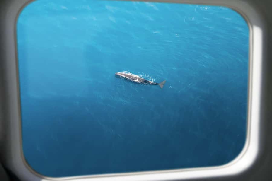 Kaikoura: Whale Watching Flight with Commentary - The whale-spotting flight: what you might see and how pilots improve your odds