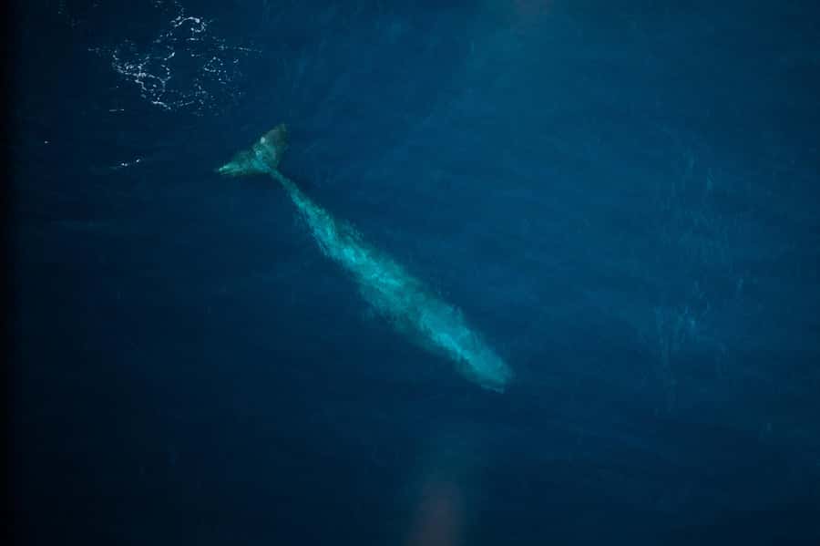 Kaikoura: Whale Watching Flight with Commentary - Who should book, and who should think twice