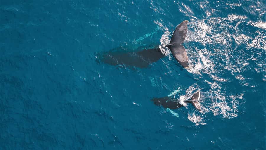 Kaikoura: Whale Watching Flight with Commentary - Price and what you get for around $131