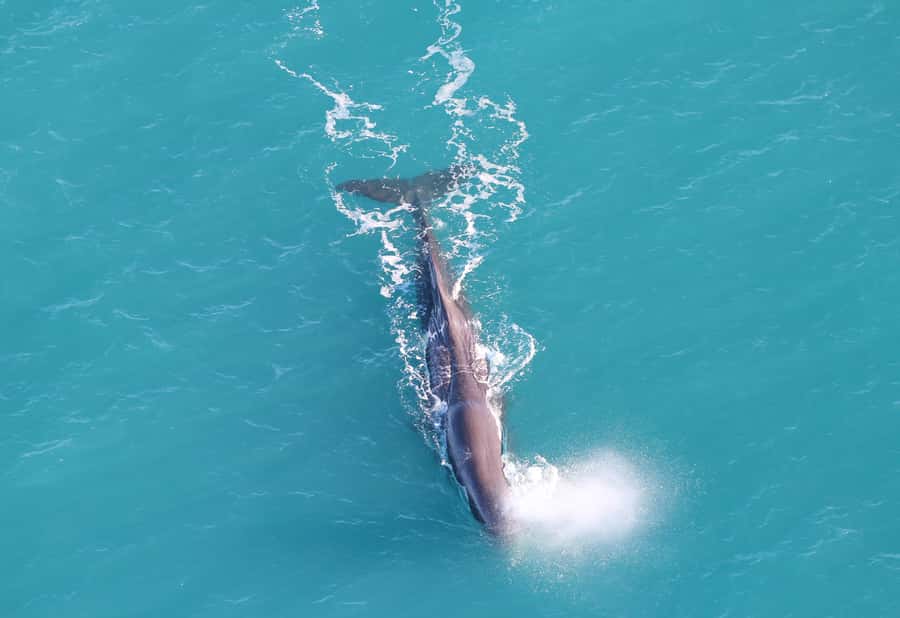 Kaikoura: Whale Watching Flight with Guided Commentary - From Kaikōura Airport to Whale Viewing in 30 Minutes