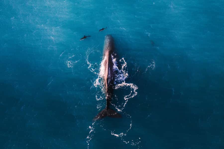 Kaikoura: Whale Watching Flight with Guided Commentary - Guaranteed Window Seats, Plus a Pilot Who Gets the Angles Right