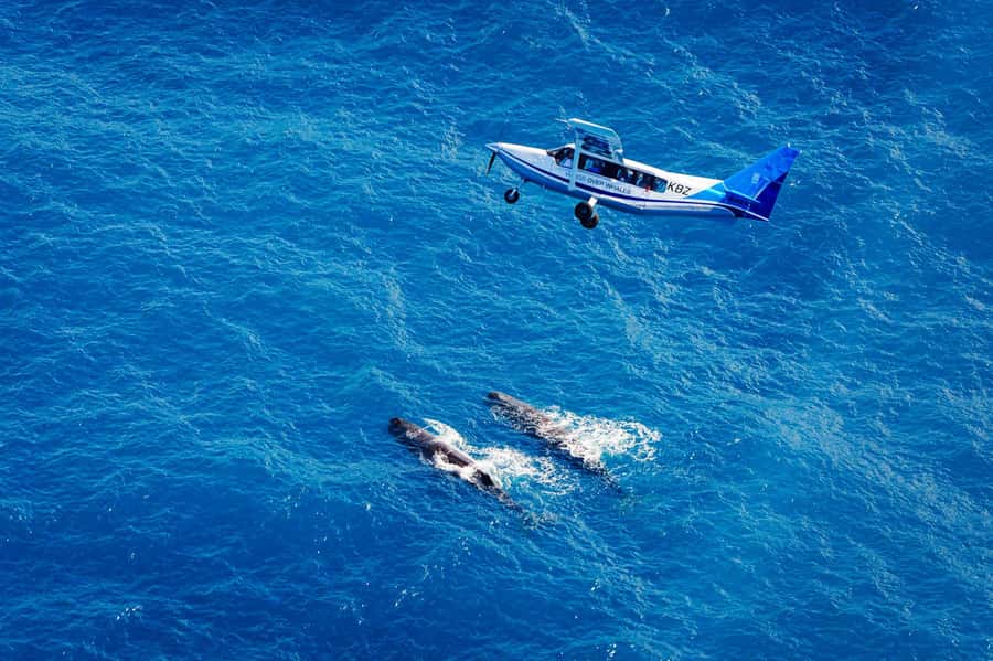 Kaikoura: Whale Watching Flight with Guided Commentary - What You Can See Above Kaikōura: Sperm Whales, Dusky Dolphins, and More