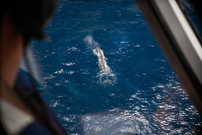 Kaikōura Whale Watching Scenic Flight (40 Minutes) - Key things to know before you fly