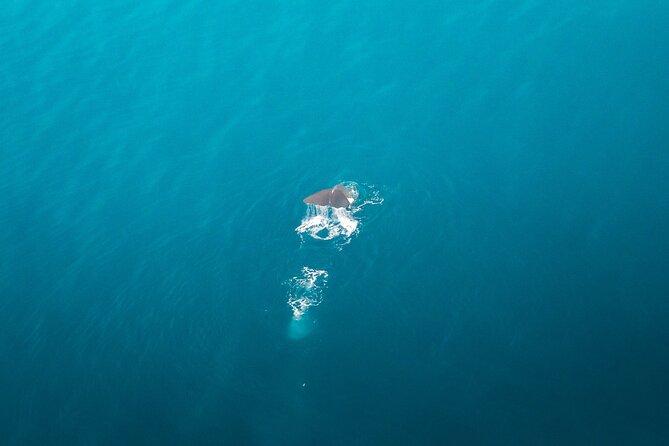 Kaikōura Whale Watching Scenic Flight (40 Minutes) - Comfort and views: window seats and a calm Cessna ride