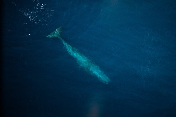 Kaikōura Whale Watching Scenic Flight (40 Minutes) - Scenery over the coast and mountains, without the all-day commitment