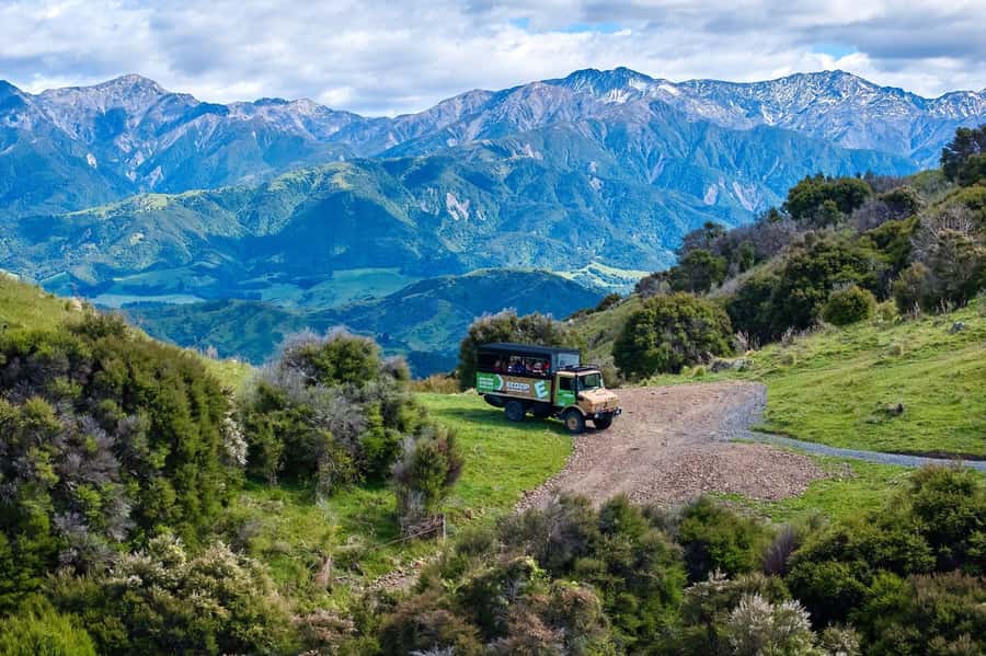 Kaikōura: Zipline and Native Forest Adventure Trip - Quick hits: what makes this Kaikōura zipline different