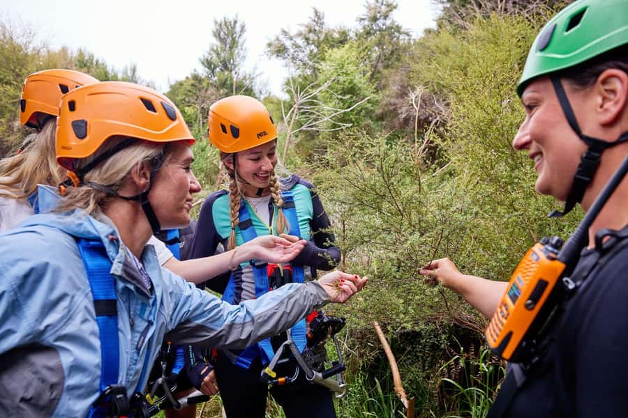Kaikōura: Zipline and Native Forest Adventure Trip - Practical tips for your day in Kaikoura