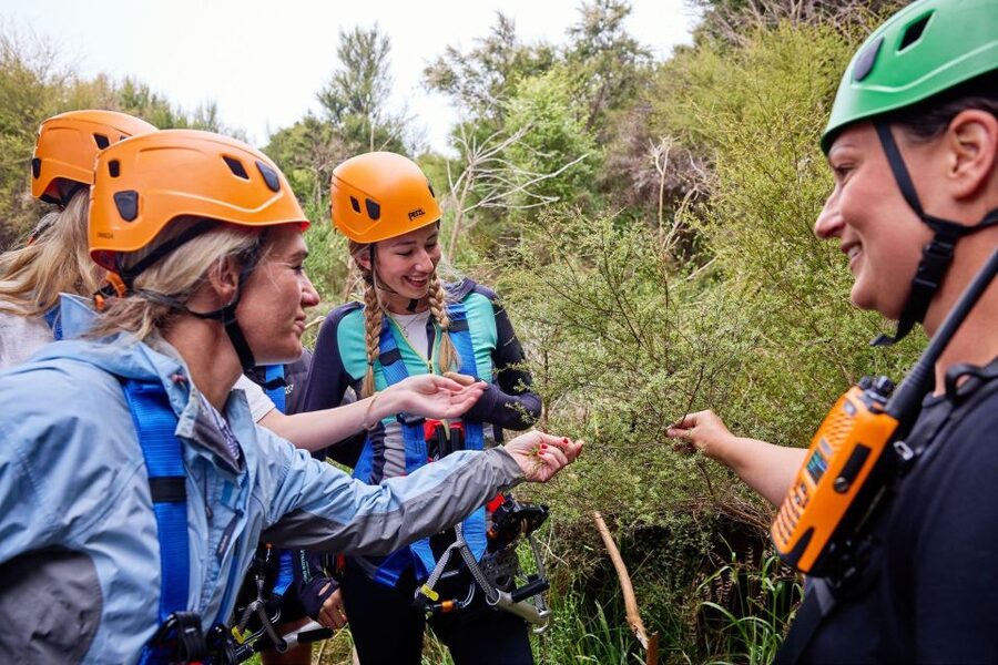 Kaikōura: Zipline and Native Forest Adventure Trip - Safety and comfort: how to prepare for a smooth harness day