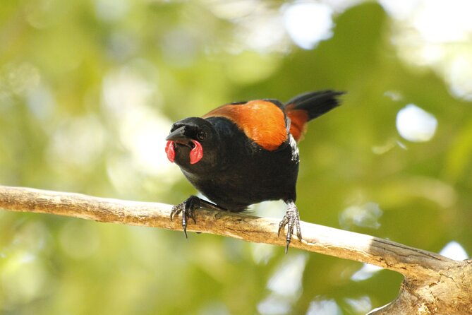 Kapiti Island Classic Guided Day Tour - Where the tour feels most worth it, and where it might not