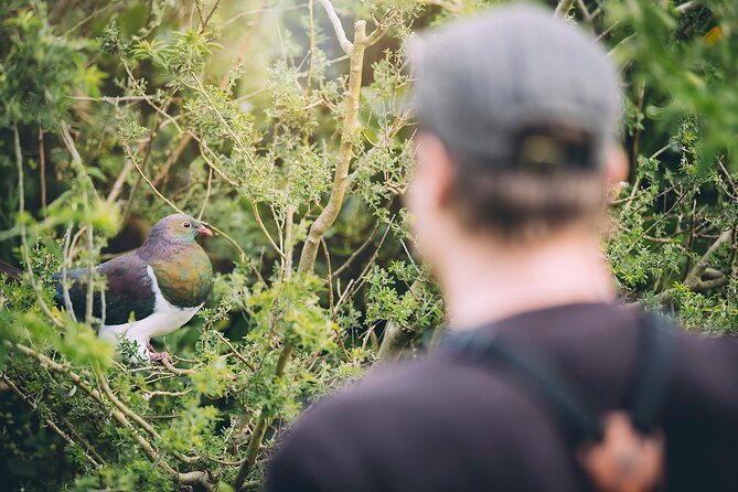 Kapiti Island Classic Guided Day Tour - Should you book the Kapiti Island Classic Guided Day Tour?