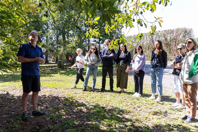 Katikati Avocado Adventure - Key Highlights You Will Actually Care About
