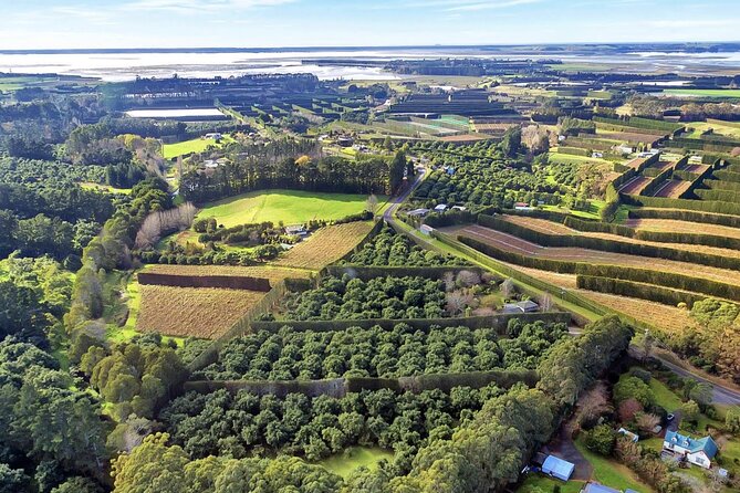Katikati Avocado Adventure - First Steps Into Katikati Avocado Country