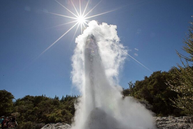 Katikati Avocado Adventure - Timing, Weather, and Bee Season (Oct to Dec) That Actually Matter