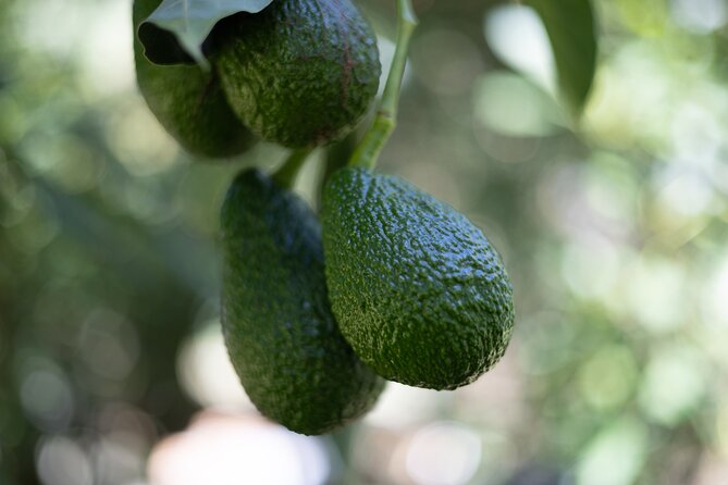 Katikati Avocado Adventure - Picking Your Own Avocado, Plus What Season Actually Means