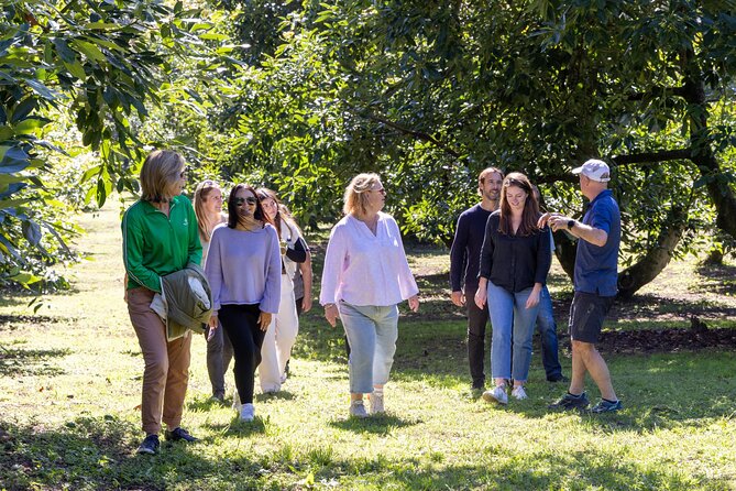 Katikati Gourmet Avocado Tasting - The Orchard Stops That Make the Tour Feel Real
