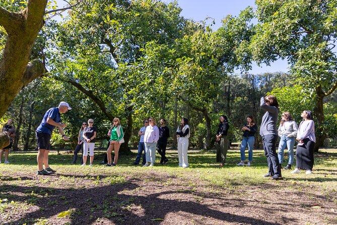 Katikati Gourmet Avocado Tasting - How the Tree Changes Through the Year (and Why You Taste That Difference)
