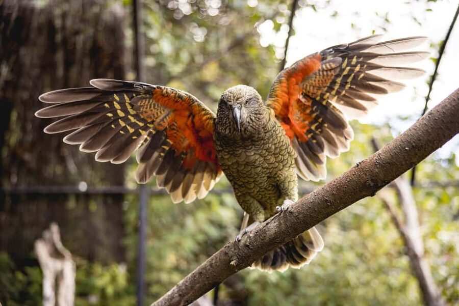Kiwi Park Admission Ticket - Key takeaways before you go