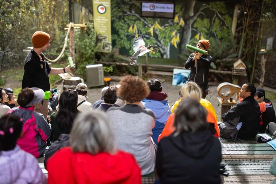 Kiwi Park Admission Ticket - The 30-minute Conservation Show with free-flying birds