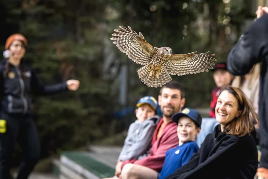 Kiwi Park Admission Ticket - What else you might spot on the grounds (and how to set expectations)
