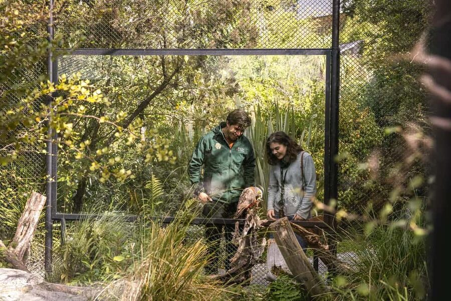Kiwi Park Admission Ticket - Kiwi Encounters in the nocturnal house: how to plan your viewing slot
