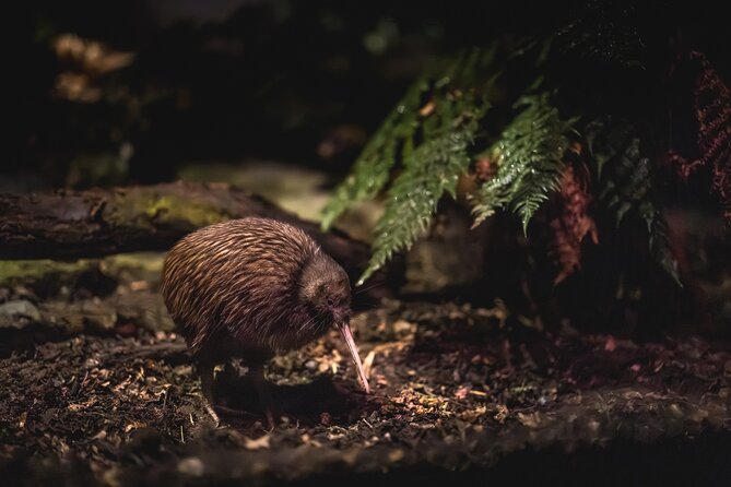 Kiwi Park Queenstown Admission - Getting Oriented at Kiwi Park in Central Queenstown