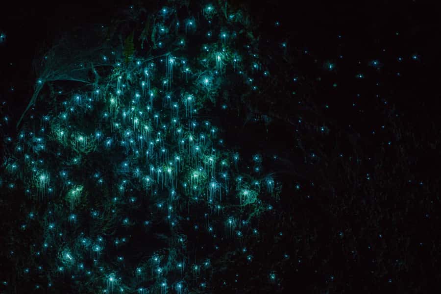 Lake Karapiro: Evening Kayak Glowworm Tour - Key Things to Know Before You Go