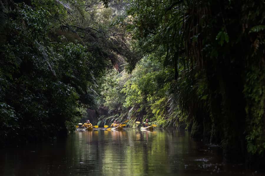 Lake Karapiro: Evening Kayak Glowworm Tour - The Glowworm Moment: Drift Back Down in a Sparkling Canyon