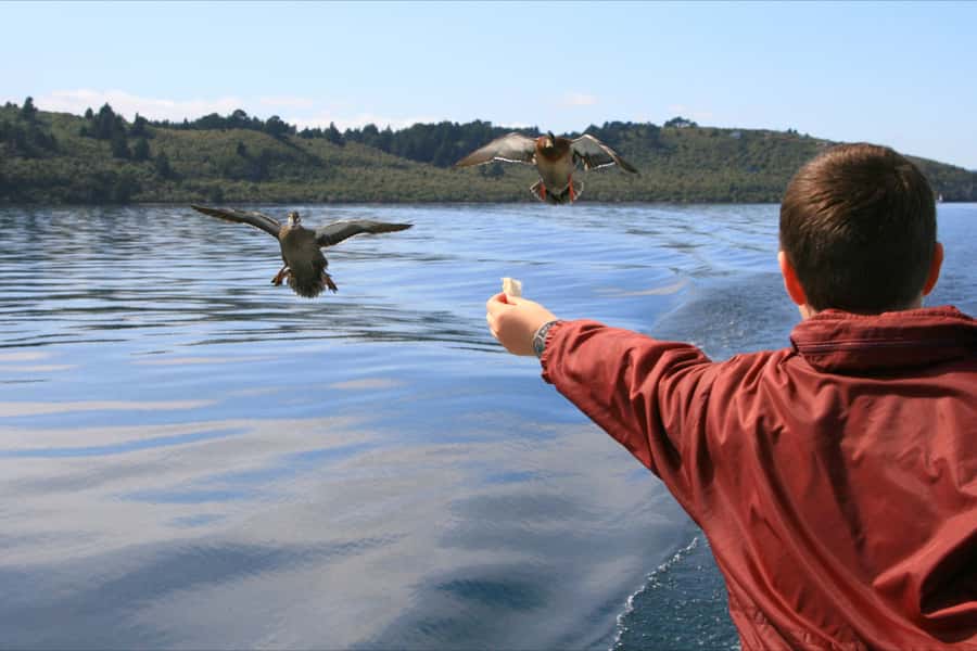Lake Taupo: 1.5-Hour Māori Rock Carvings Cruise - Getting to Chris Jolly Outdoors: the simple plan for boarding