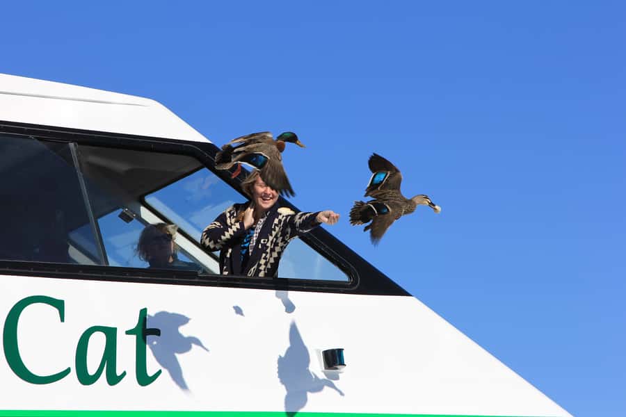 Lake Taupo: Maori Rock Carvings 10.30 AM 1.5-Hour Cruise - Tongariro’s snowcapped peaks and turquoise water from the start