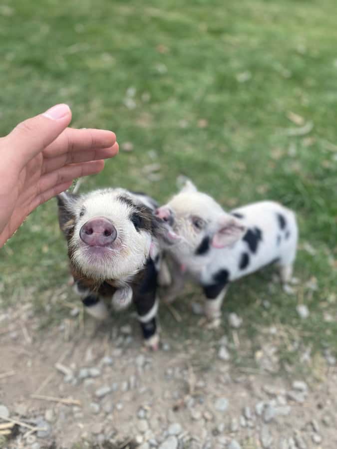 Lake Tekapo: Guided Petting Zoo Visit - Key highlights you will actually care about