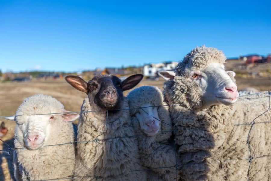 Lake Tekapo: Guided Petting Zoo Visit - Which animals you can meet and feed up close