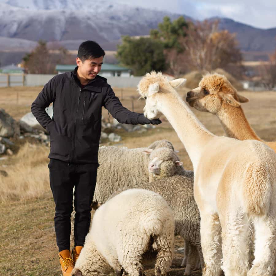 Lake Tekapo: Guided Petting Zoo Visit - Baby lamb season and bottle-feeding: the moment to watch for