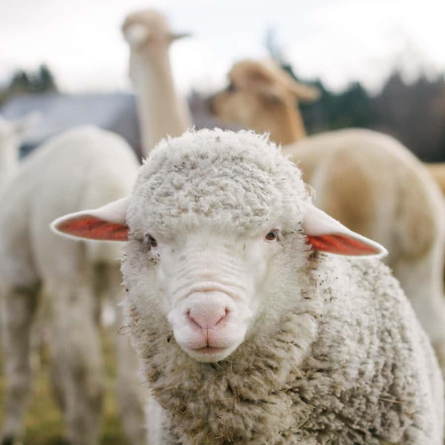 Lake Tekapo: Guided Petting Zoo Visit - Why the guide experience makes this worth $11
