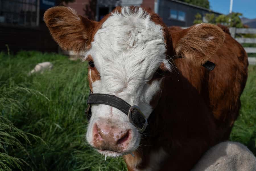 Lake Tekapo: Guided Petting Zoo Visit - Price and what is included (and what costs extra)