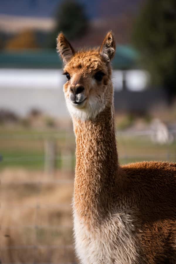 Lake Tekapo: Guided Petting Zoo Visit - Timing tip: how to make the most of only 30 minutes