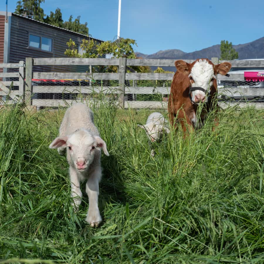 Lake Tekapo: Guided Petting Zoo Visit - Who should book this petting zoo stop