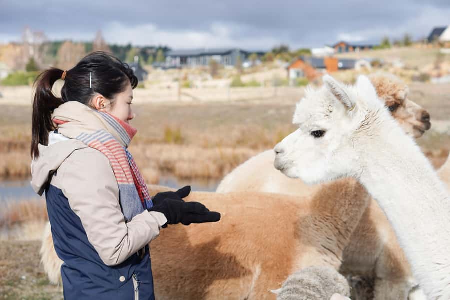 Lake Tekapo High Country Farm Tour (Carbon Positive) - Key Things To Love About This Tekapo High Country Farm Tour