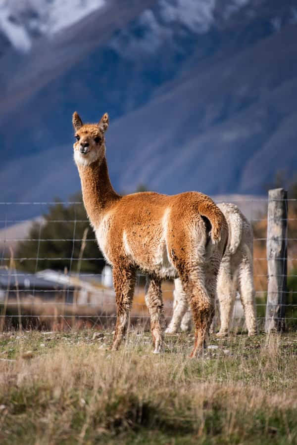 Lake Tekapo High Country Farm Tour (Carbon Positive) - Forks Stream Water, New Zealand Honey, and the Small Food Moments