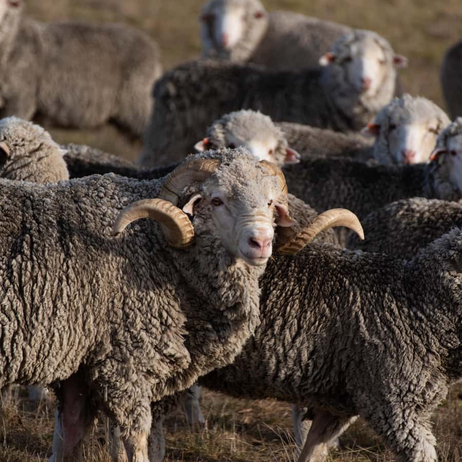 Lake Tekapo High Country Farm Tour (Carbon Positive) - Price and Value: Is $89 Worth It for 2 Hours?