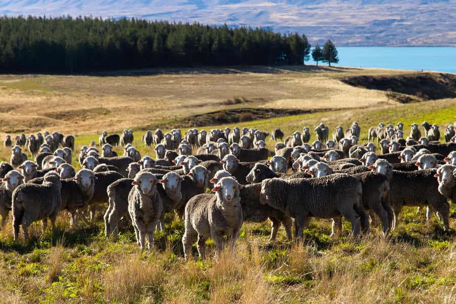 Lake Tekapo High Country Farm Tour (Carbon Positive) - Best Time to Go, What to Bring, and Who This Tour Suits