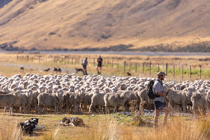 Lake Tekapo Scenic Wilderness Cass Valley Tour - Stop 1: Lake Tekapo to private merino sheep station country (about 2 hours)