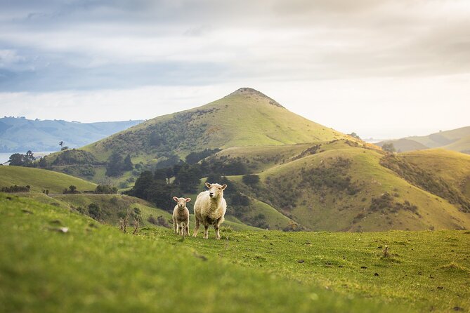 Larnach Castle Tour & Wildlife Cruise (Dunedin Shore Excursion) - Booking checklist before you go