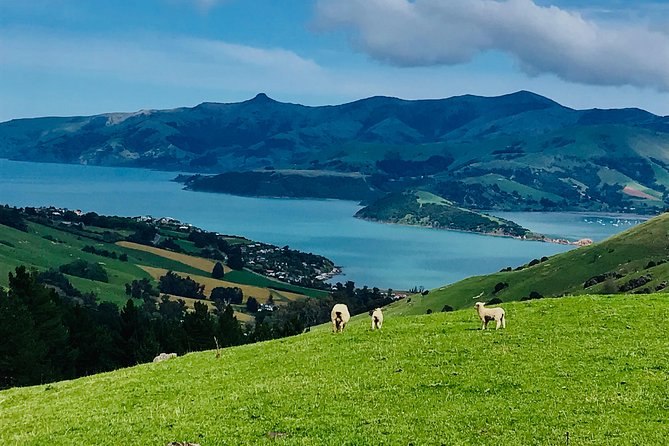 Lava Loop- Guided electric mountain bike tour in Akaroa - Meeting point at Common Cafe in Akaroa, and timing your afternoon