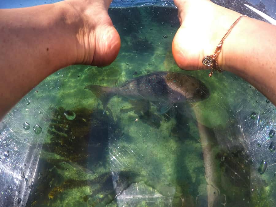 Leigh: Goat Island Clear Kayak Rental - Paddling for one hour: how the time on the water feels