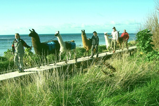 Llama Trek (Half-day) - Kaikoura Bay, Beaches & Seal Colony - Meeting Your Llama at ChargeNet, West End