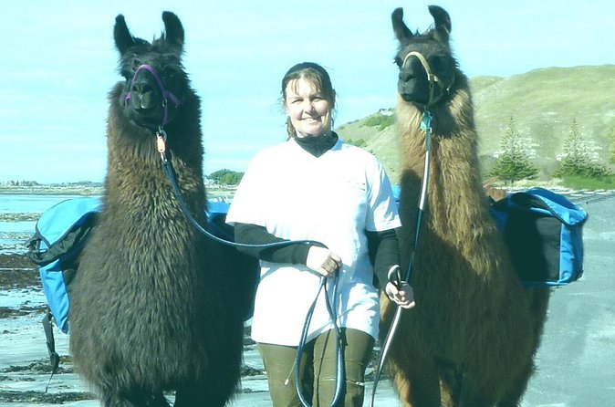 Llama Trek (Half-day) - Kaikoura Bay, Beaches & Seal Colony - Kaikoura History and Earthquake Effects on the Walk